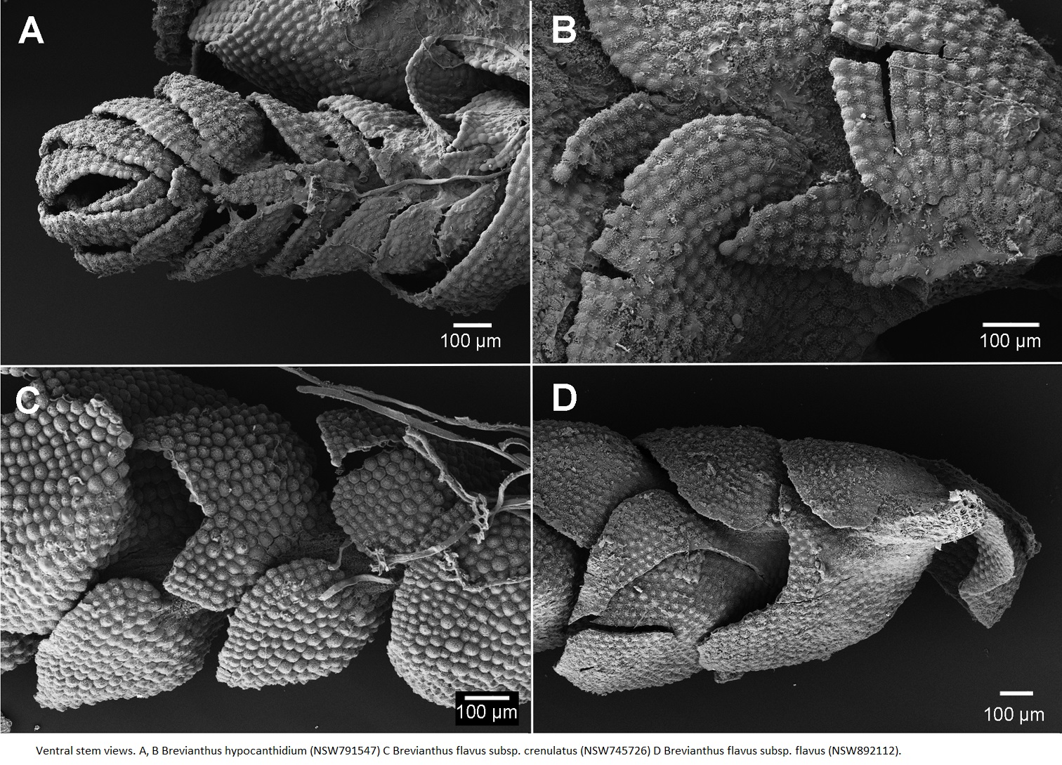 Представитель Семейства Brevianthaceae